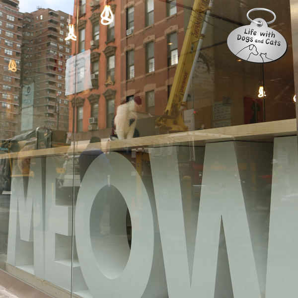 We Chat With the Co-Founder of NYC's First Cat Cafe