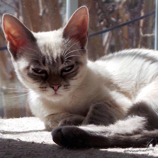 Sauerkraut, the Grumpy Face Kitty