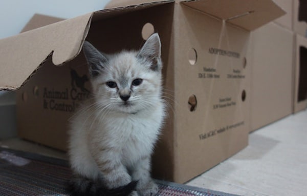 We Visit the Scratching Pad, a Cat Foster Home in Brooklyn Funded via Social Media