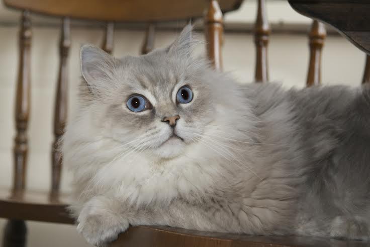 Meet the Cat Lady Who Rescued Buzz the Fuzz From a Hoarder