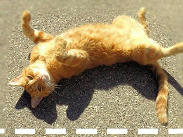 We Chat With CampusCat, a German University's Mascot