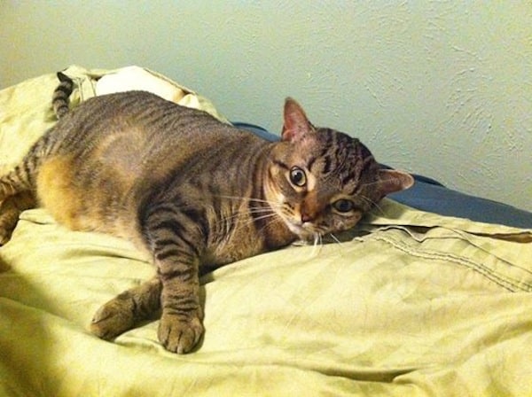 Meet Cat Matchers, a Rescue Group That Helps Pair the Right Cats with the Right Homes
