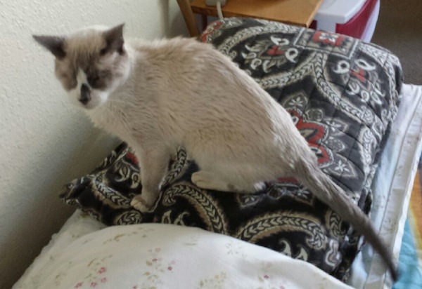 Blind Cat Mr. Magoo Leaves Behind an Artistic Legacy