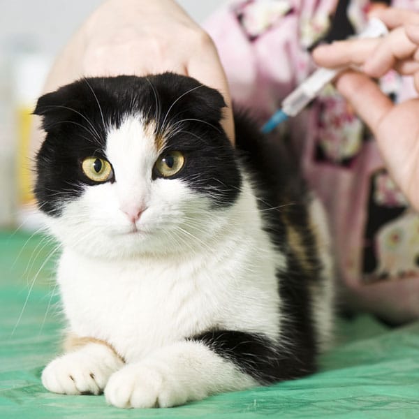 Subtle Signs Your Cat Might Have Diabetes That Vets Urge You to Check