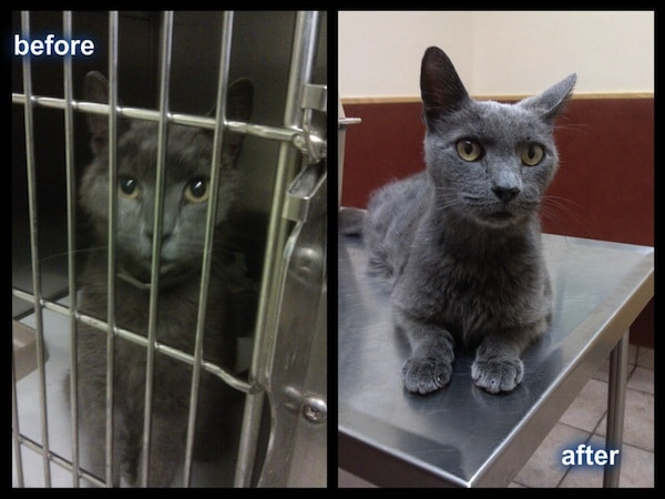 The Golden Paw Society Gets Cats Out of Cages and Into Forever Homes