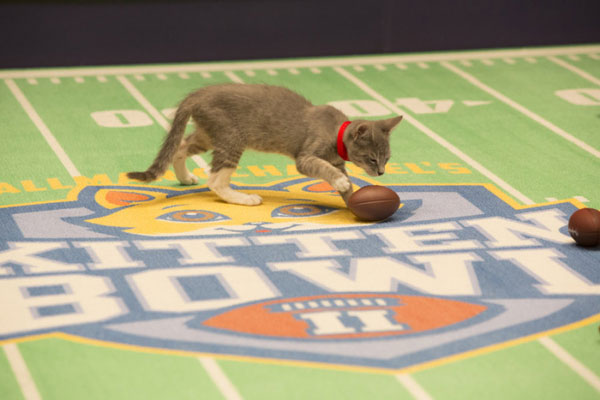 We Talk to NFL Legend Boomer Esiason About the Kitten Bowl