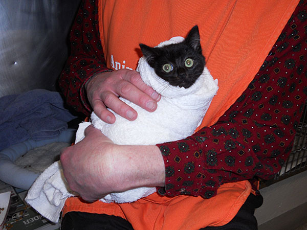 How to Burrito Wrap a Cat: 7 Simple Steps
