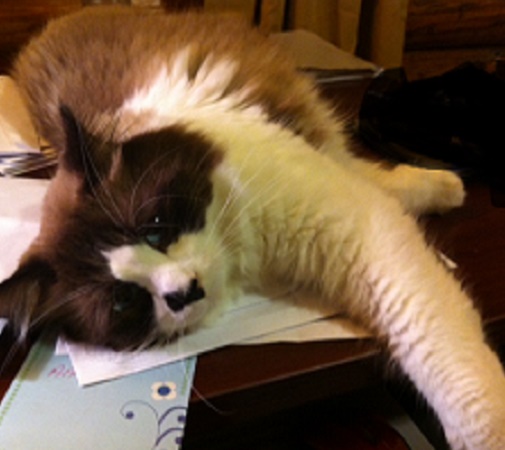 Why Are Cats Drawn to Clutter?