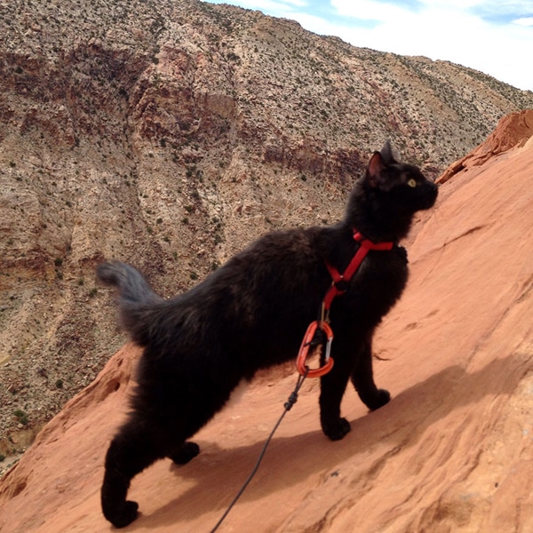 Millie the Daredevil Cat Goes Rock-Climbing with Her Human
