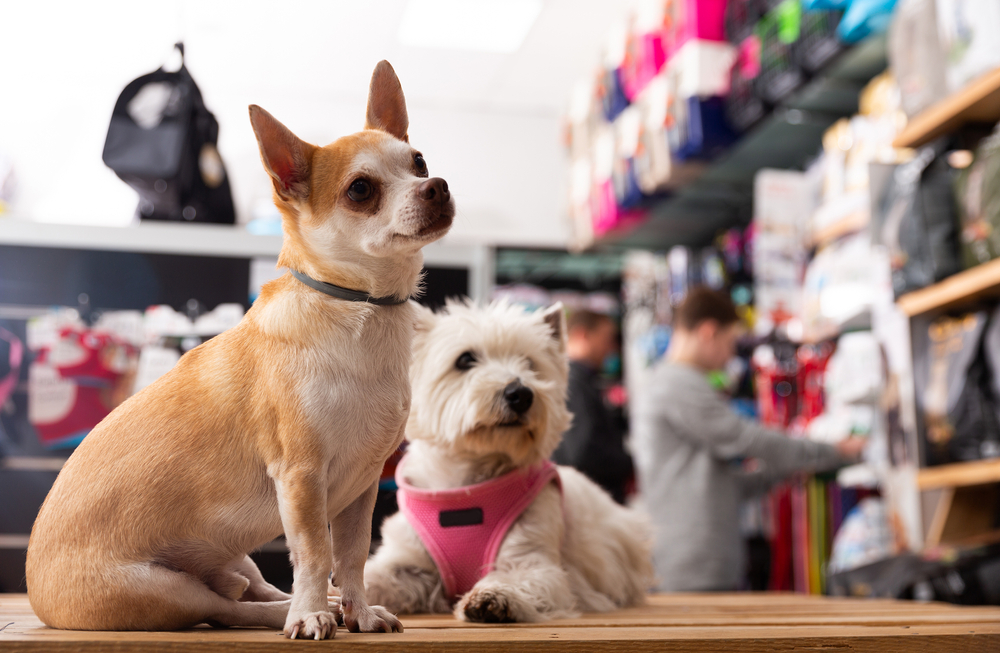 Portrait of chihuahua and west highland terrier dogs in a pet store