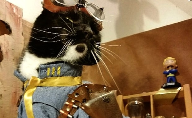 Cosplay for Cats: We Chat With Freyu About Cats in Costume
