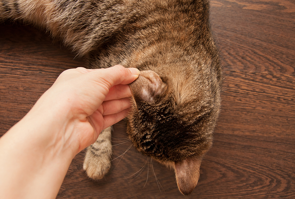 hand holding cat ear showing skin problem