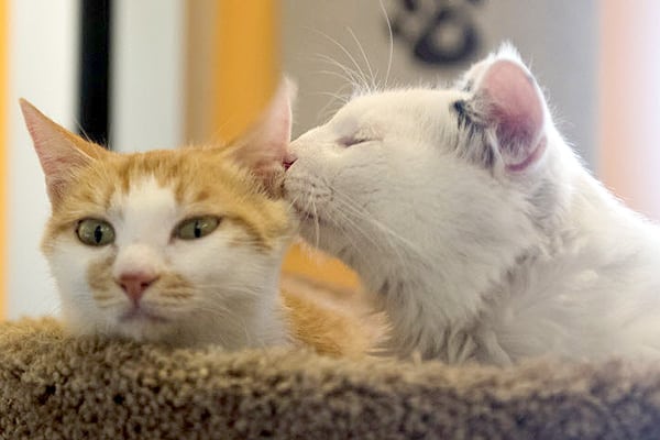 2 Cats in China Are Rescued From the Meat Trade