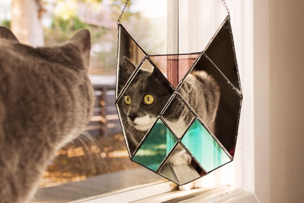 We Chat With Janel Foo, a Creator of Artsy Cat Mirrors