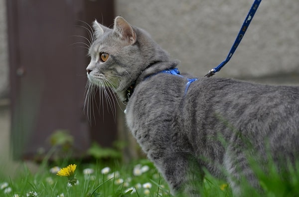 Eco-Friendly Kitty: How to Reduce Your Cat's Carbon Pawprint