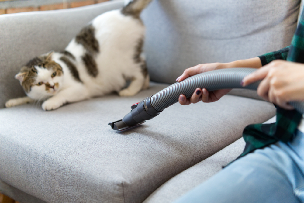 Cat scared of the vacuum