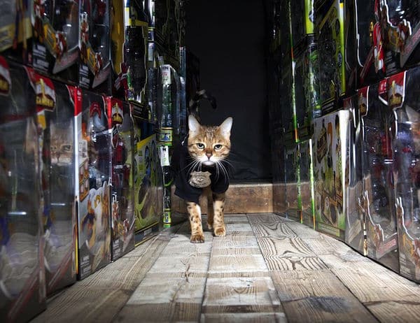 We Talk to Lisa Rogak About Her Book "Cats on the Job"