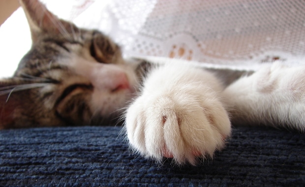 "You Need More Sleep": A Hilarious Author Interview