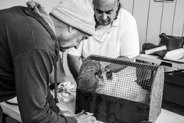 Two grizzled men looking into a cat carrier.