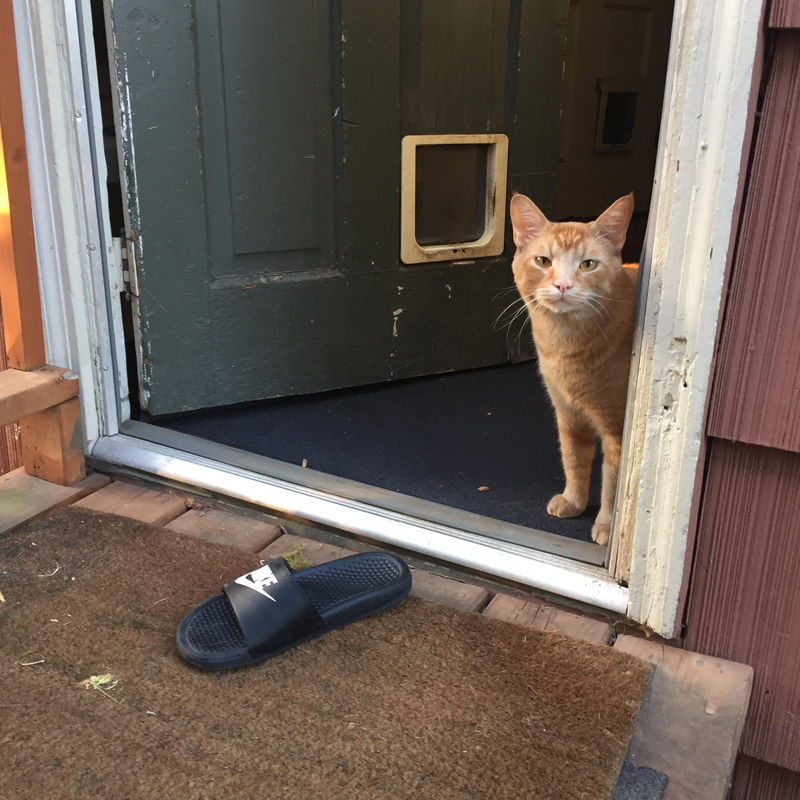 Snorri the Flip-Flop Stealing Cat: We Chat With His Owner