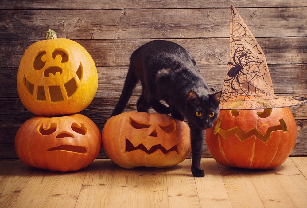 Why Are Black Cats Associated with Halloween? Origin & Myths