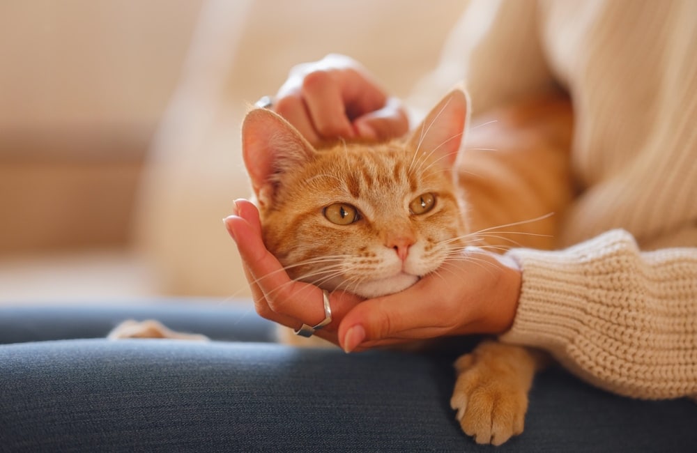 Can My Stress Affect My Cat? 5 Vet-Verified Tips on How to Help Your Cat in This Situation