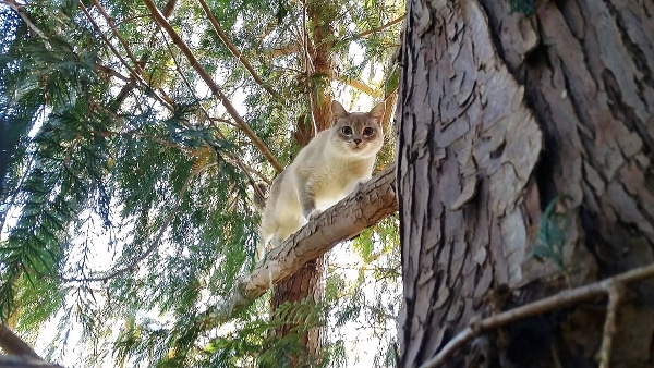 A Siamese in a cedar.