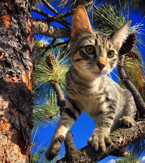 A tabby cat stuck in a tree.
