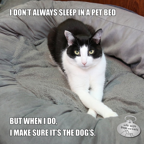 Calvin T Katz, the Most Interesting Cat in the World dogged in his purr-suit of comfort.