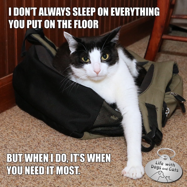 Calvin T Katz, the Most Interesting Cat in the World, knows what you knead.
