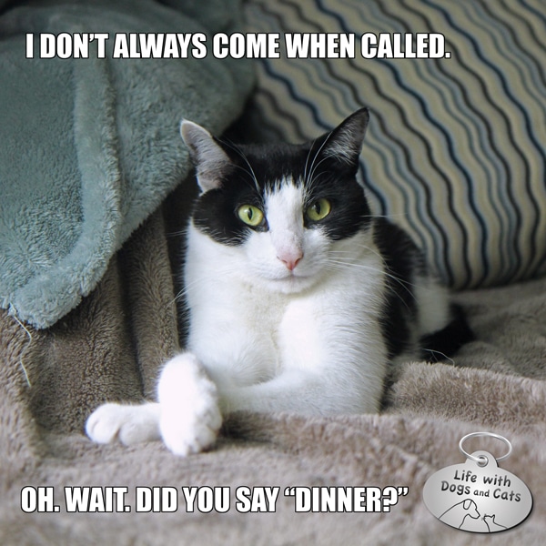Calvin T. Katz, the Most Interesting Cat in the World, knows when to paws for a fine meal.