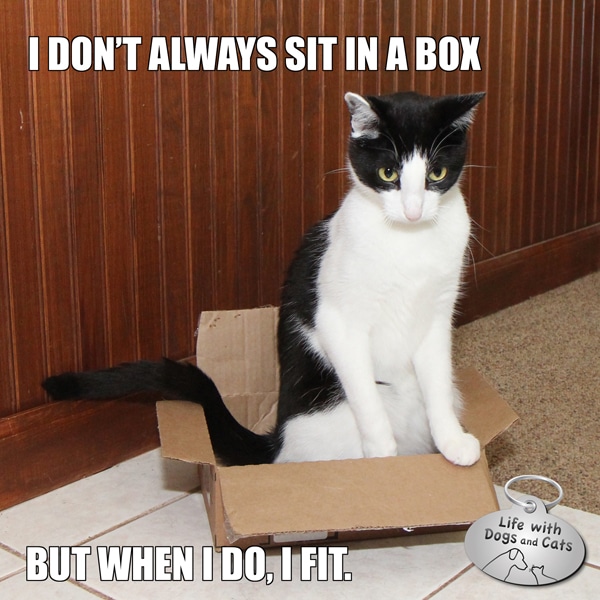 Calvin T. Katz, the Most Interesting Cat in the World, fits in everywhere.