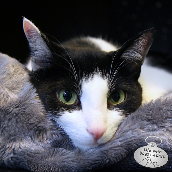 Calvin T. Katz is the Most Interesting Cat in the World: An Exclusive