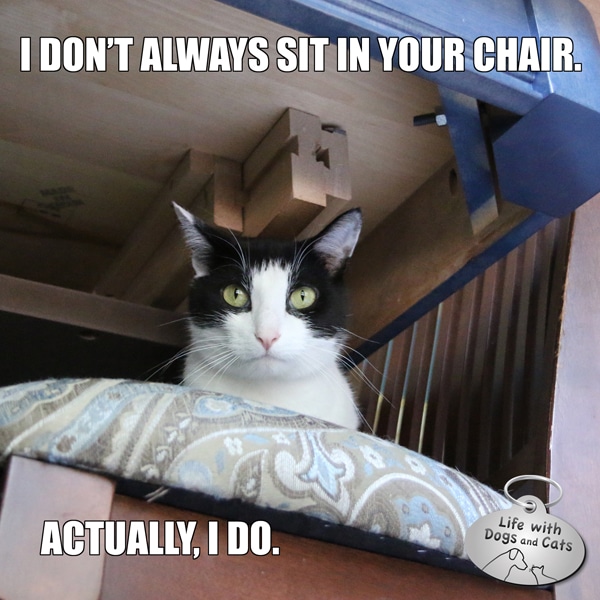 Calvin T. Katz, the Most Interesting Cat in the World, chairs every meeting.