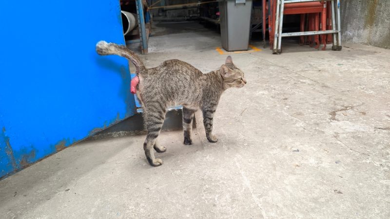 cat-prolapse