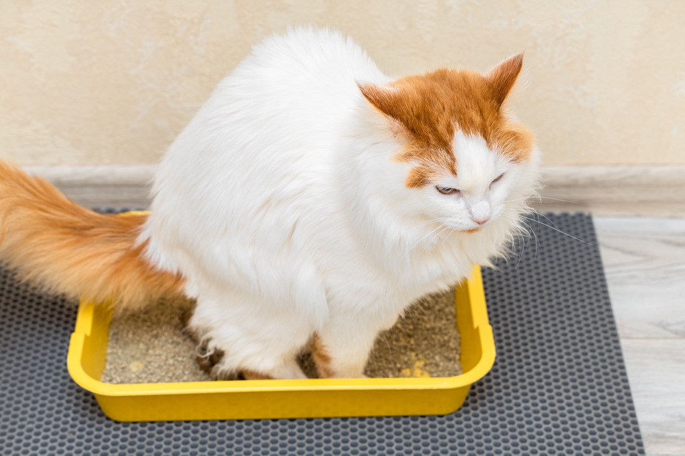 Why Is My Cat Leaking Poop? 5 Vet-Reviewed Reasons & Treatment