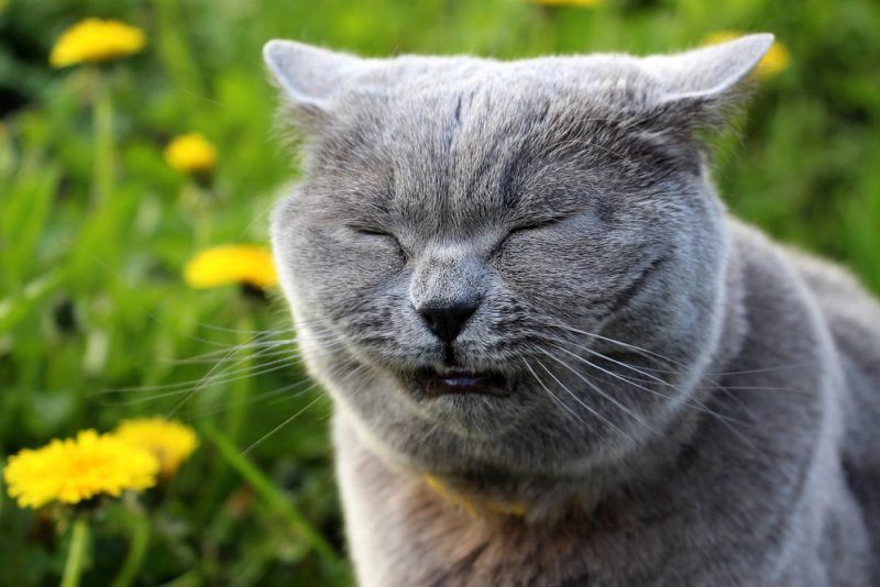 grey scottish cat sneezing in field