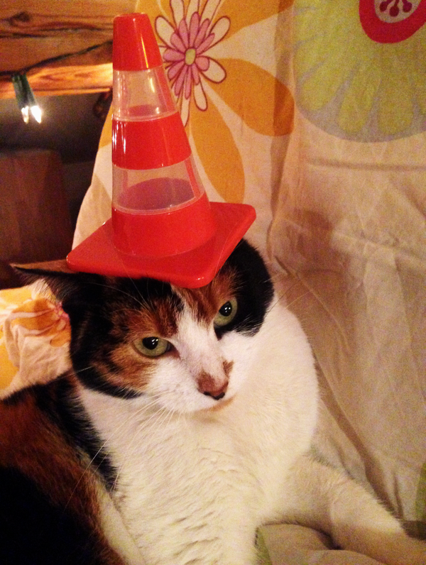 A cat wearing a tiny orange traffic cone