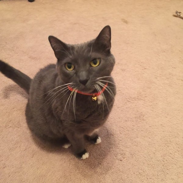 A grey cat in an orange collar looking worried