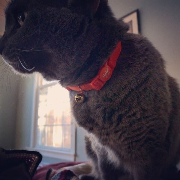 A grey cat in an orange collar looking grumpy