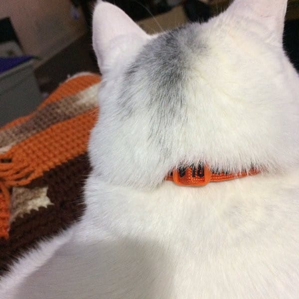 A white cat in an orange collar
