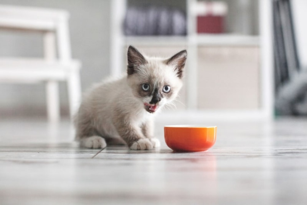 10 Best Kitten Foods in 2026 - Reviews & Top Picks