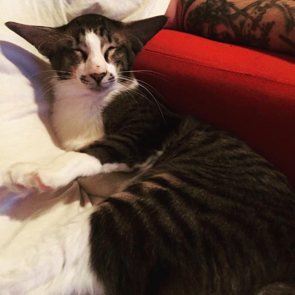 Balinese cat Kylo Ren looking supremely smug.