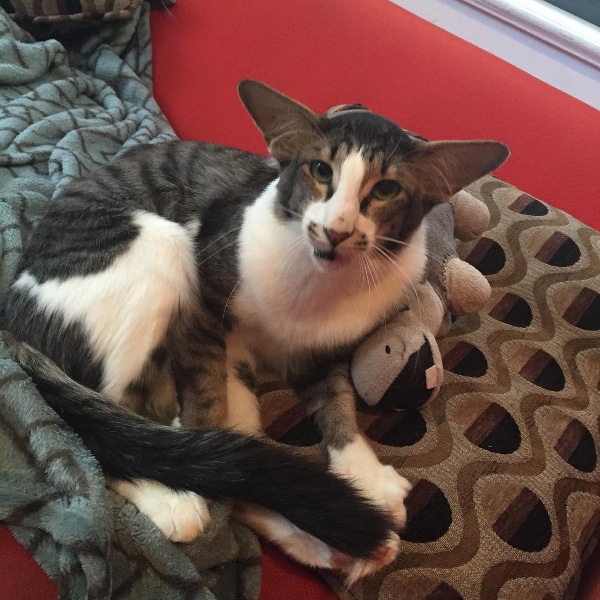 Kylo Ren the Cat smiling at the camera.