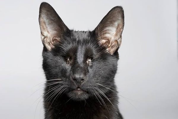 We Chat With "Homer’s Odyssey" Author Gwen Cooper About Her Blind Cat's Legacy