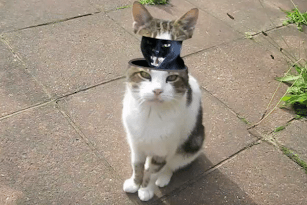 We Chat With Cyriak About His "Meow The Jewels" Video