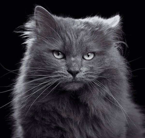 We Chat With Photographer Robert Bahou on "Animal Soul"