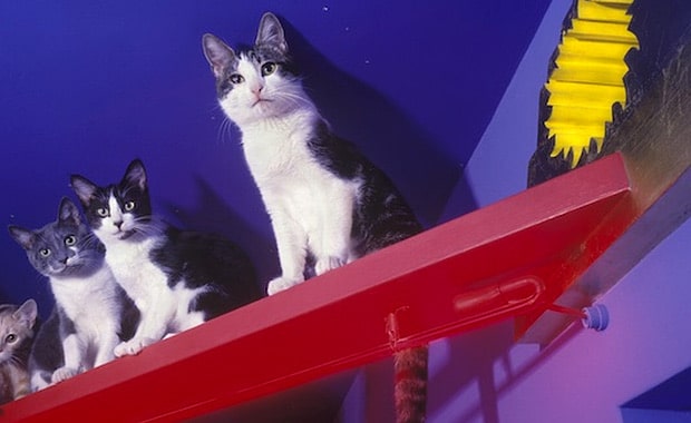 Bob Walker Talks About His Pioneering Catification Projects