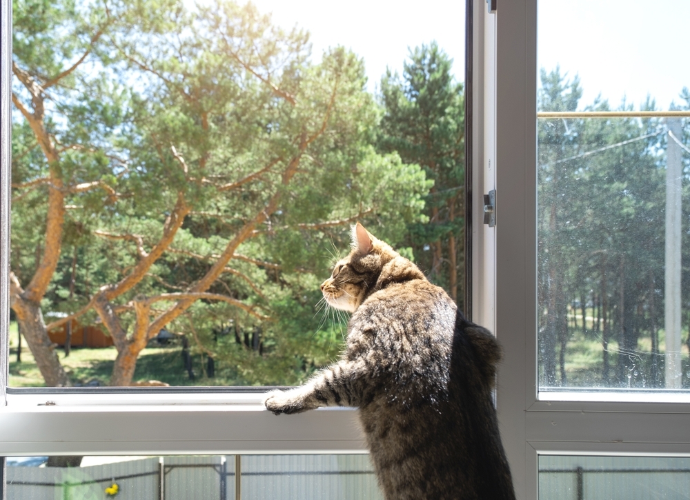 An Outdoor Cat Is Upsetting My Indoor Cat, What Do I Do? Vet Approved Advice