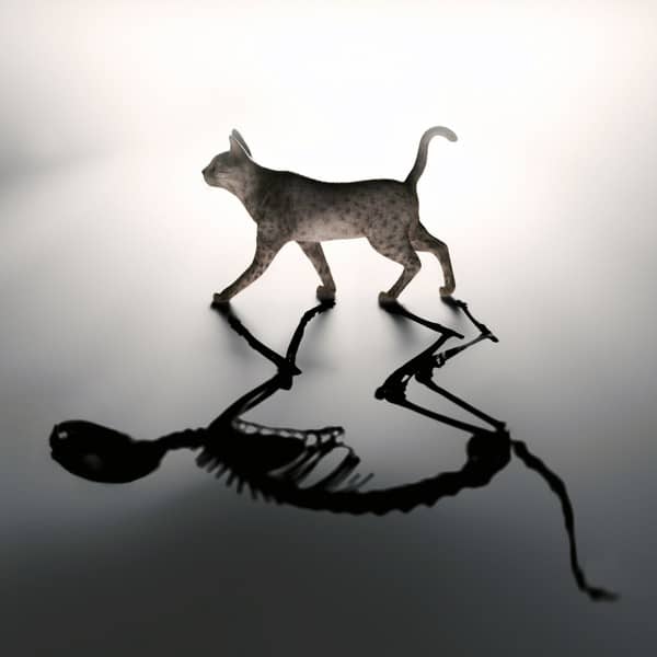 schrodinger's cat